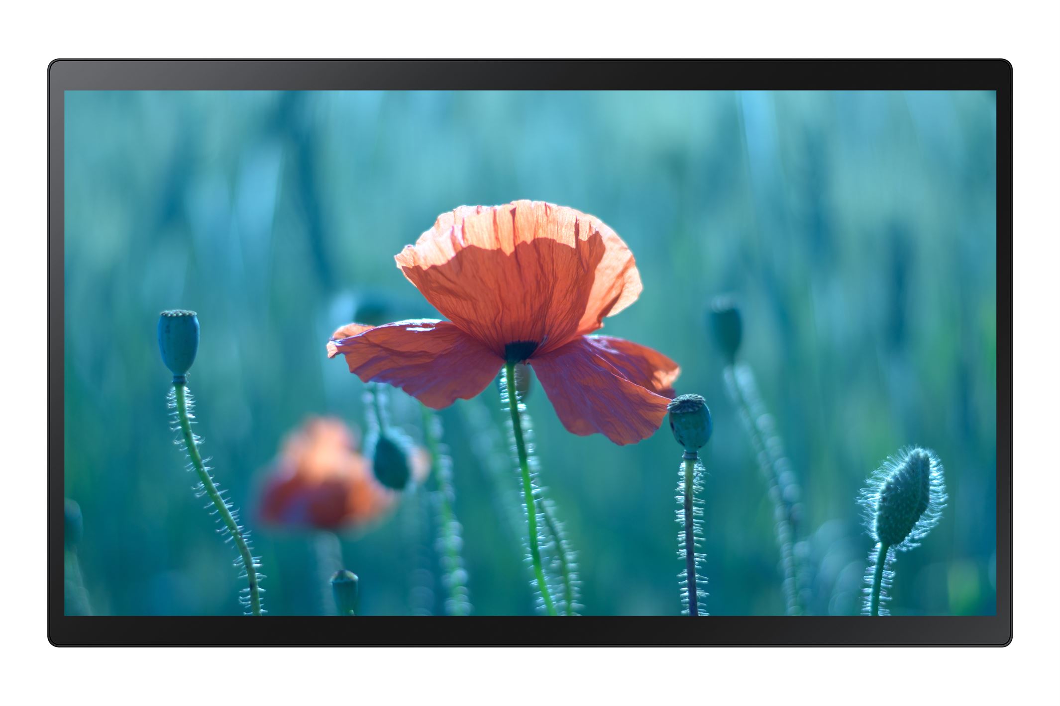 Display SAMSUNG Interactive QB24R-T - 24 FHD 300nit 16/7 Tactil Wifi